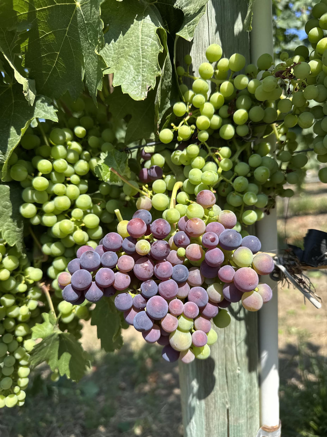 Tempranillo grapes at Moon Curser Vineyards turning from green to purple during véraison, East Bench, Osoyoos