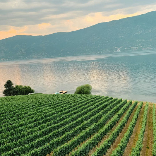 Exploring Canada Wine Regions With a Wine Club Subscription