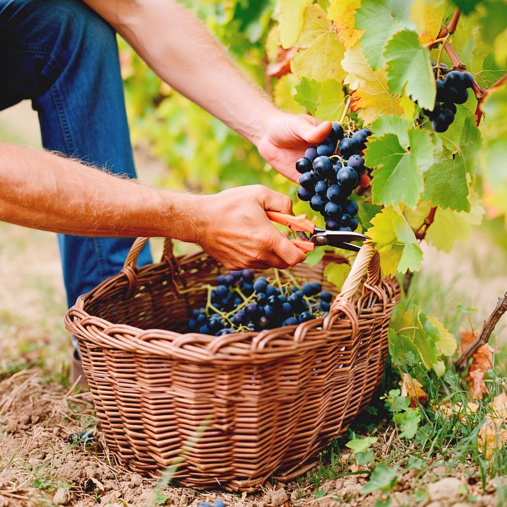 Person harvesting grapes into a wicker basket in a vineyard