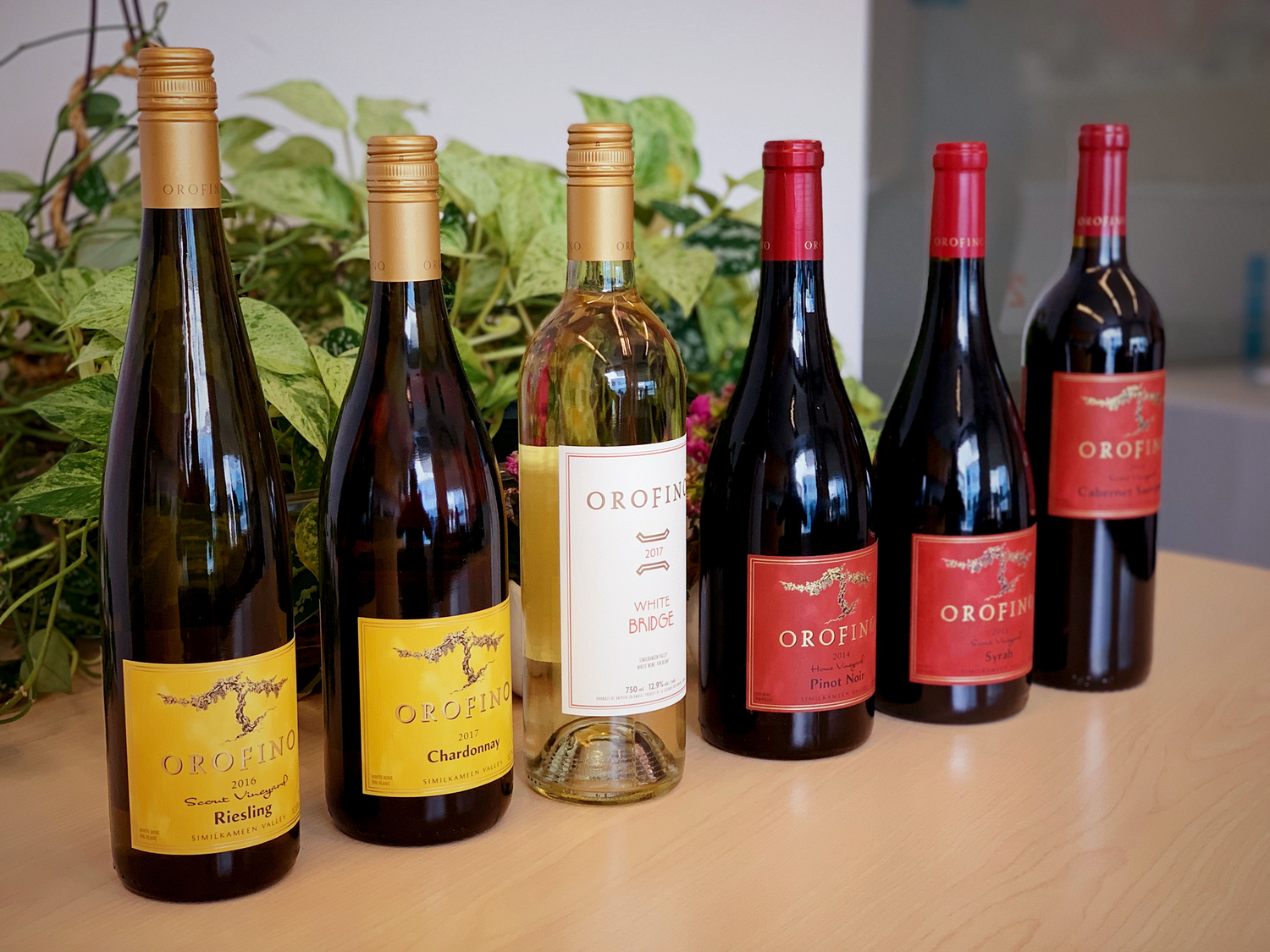 Orofino winery wine bottles lined up for a tasting event