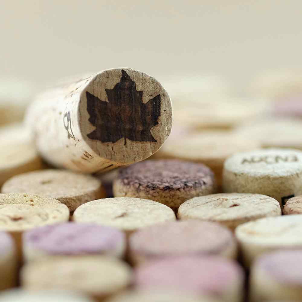 Wine cork with a canadian maple prominently showing with many other bottle corks in the back