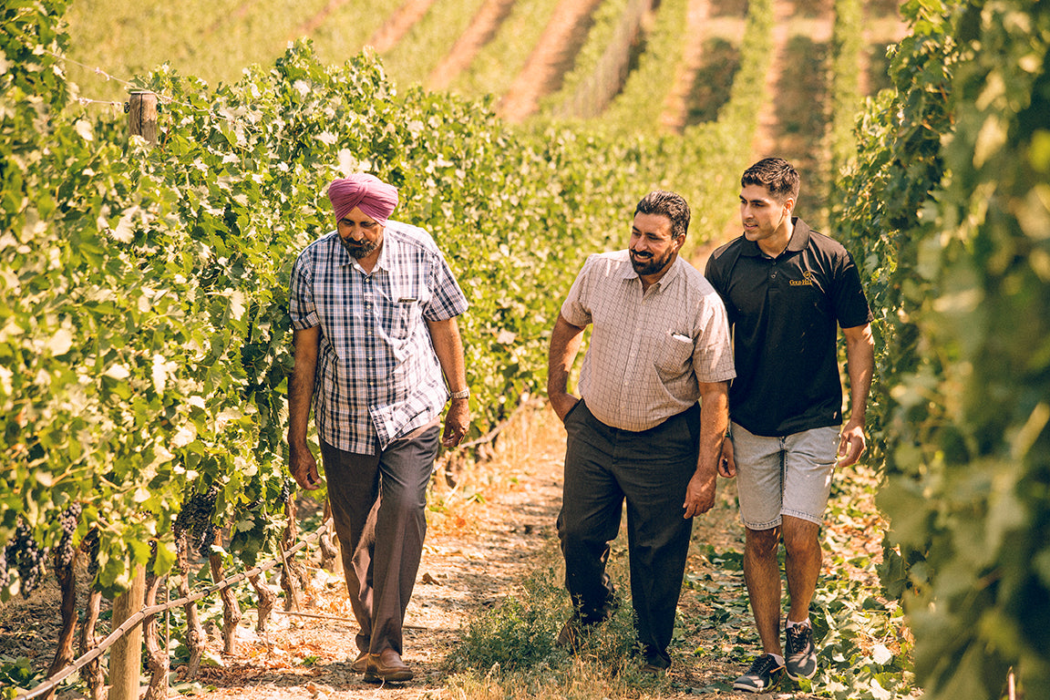 Three men walking through a vineyard
