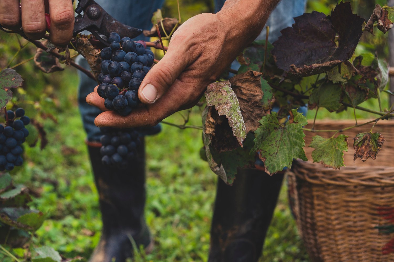 Close up of working hands at a vineyard picking ripe purple grapes