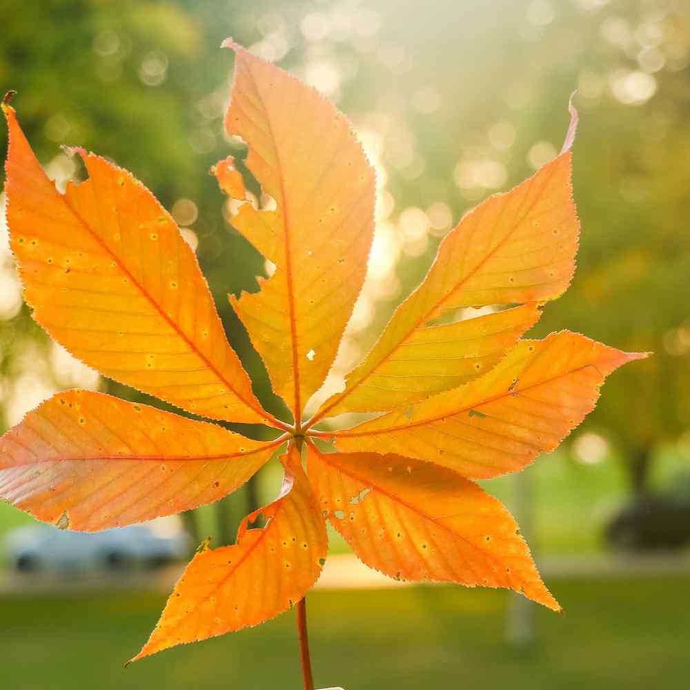 Zoom of maple orange in fall season with sun in the back in manitoba