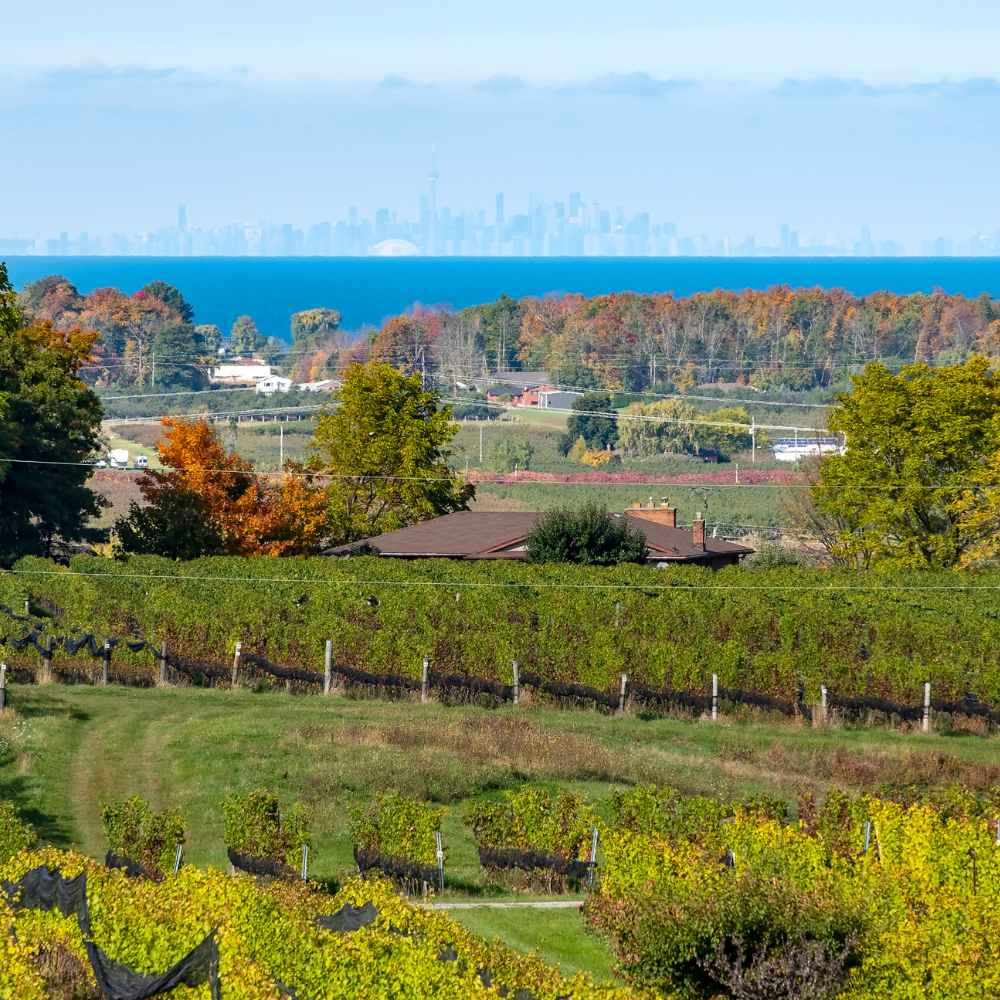 Vineyard on niagara wine region with toronto in the back and the lake on sunny day with grapes