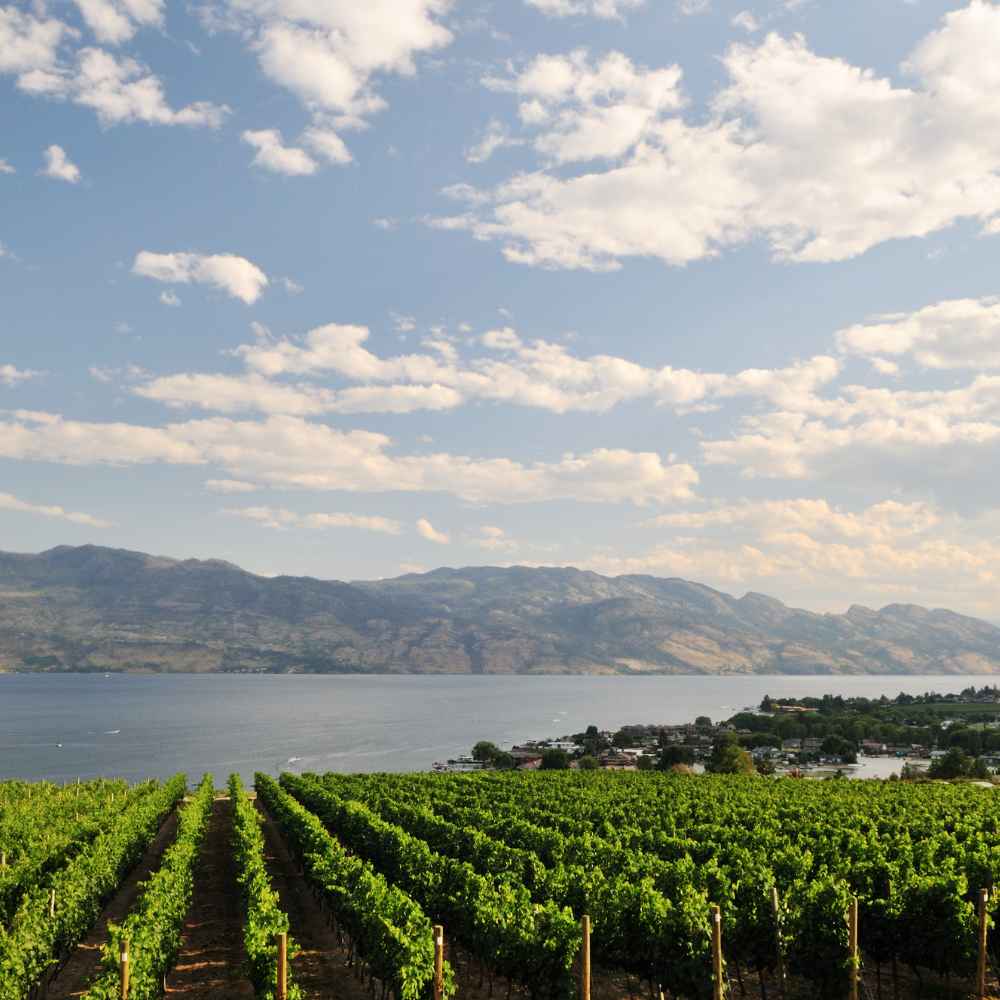 Beautiful view of the okanagan lake with vineyards and clear sky