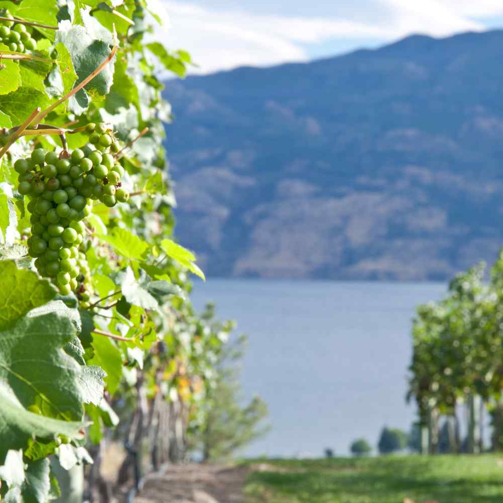 Okanagan valley vineyard in a winery with grapes and the lake in the horizon