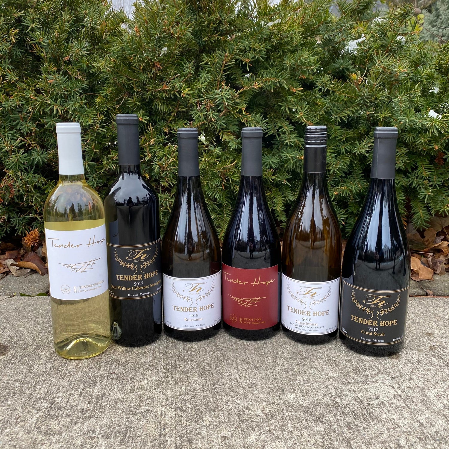 Tender Hope Winery bottles lined up for tasting of red and white wine